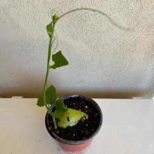 Chayote Live Plant – 6" Pot – Sechium Edule – Organic Edible Vegetable - Image 1