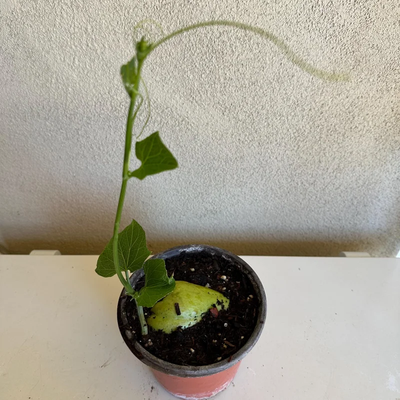 Chayote Live Plant – 6" Pot – Sechium Edule – Organic Edible Vegetable - Image 1