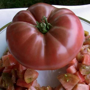 Cherokee Purple Heirloom Tomato Live Plant - Organically Grown Starter, 2.5