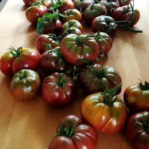 Cherokee Purple Heirloom Tomato Live Plant - Organically Grown Starter, 2.5