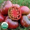 Cherokee Purple Heirloom Tomato Live Plant - Organically Grown Starter, 2.5"x3.5" Pot - Image 1