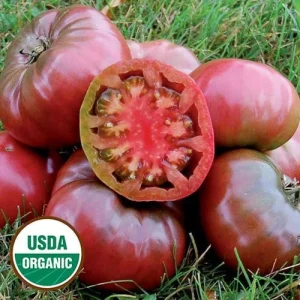 Cherokee Purple Heirloom Tomato Live Plant - Organically Grown Starter, 2.5