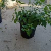 Chile Pequin Hot Pepper Live Plant - Capsicum annuum - Tepin Petin - Image 1