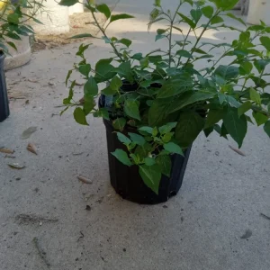 Chile Pequin Hot Pepper Live Plant - Capsicum annuum - Tepin Petin - Image 1