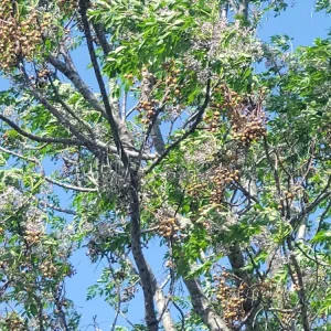 Chinaberry Tree Seeds - Melia azedarach - 10 Seeds - Deciduous Flowering Tree - Image 2