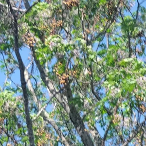 Chinaberry Tree Seeds - Melia azedarach - 10 Seeds - Deciduous Flowering Tree - Image 3