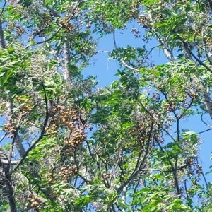 Chinaberry Tree Seeds - Melia azedarach - 10 Seeds - Deciduous Flowering Tree - Image 4