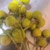 Chinaberry Tree Seeds - Melia azedarach - 10 Seeds - Deciduous Flowering Tree - Image 1