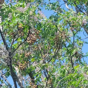 Chinaberry Tree Seeds - Melia azedarach - 10 Seeds - Deciduous Flowering Tree - Image 5