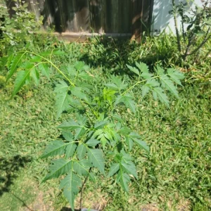 Chinaberry Tree Seeds - Melia azedarach - 10 Seeds - Deciduous Flowering Tree - Image 6