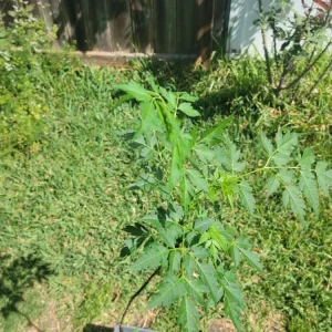 Chinaberry Tree Seeds - Melia azedarach - 10 Seeds - Deciduous Flowering Tree - Image 7