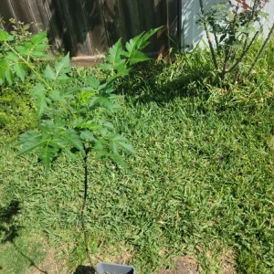 Chinaberry Tree Seeds - Melia azedarach - 10 Seeds - Deciduous Flowering Tree - Image 9