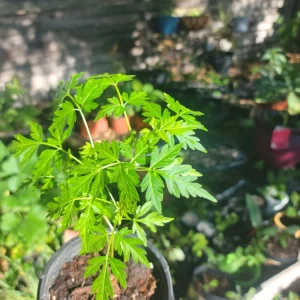 Chinaberry Tree Seeds - Melia azedarach - Fast Growing, Fragrant - Image 2