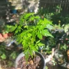 Chinaberry Tree Seeds - Melia azedarach - Fast Growing, Fragrant - Image 1