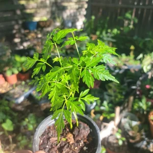 Chinaberry Tree Seeds - Melia azedarach - Fast Growing, Fragrant - Image 1