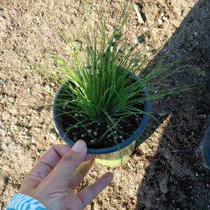 Chives Live Plant – Culinary Herb – 6 inch Pot – Indoor/Outdoor - Image 2