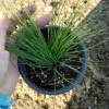 Chives Live Plant – Culinary Herb – 6 inch Pot – Indoor/Outdoor - Image 1