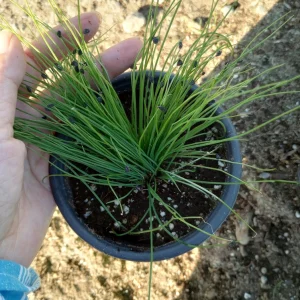 Chives Live Plant – Culinary Herb – 6 inch Pot – Indoor/Outdoor - Image 1