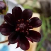 Chocolate Cosmos Live Plant – 6-inch Pot – Fragrant Dark Red Flowers - Image 1
