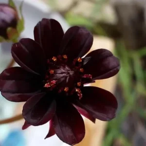 Chocolate Cosmos Live Plant – 6-inch Pot – Fragrant Dark Red Flowers - Image 1