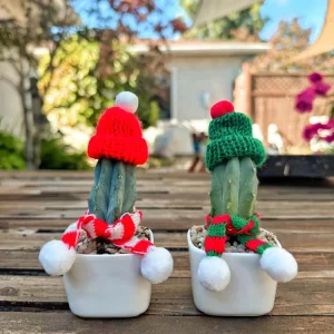 Christmas Cactus Live Plant - Festive Holiday Succulent Decor Gift - Image 2