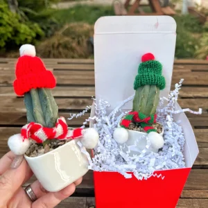 Christmas Cactus Live Plant - Festive Holiday Succulent Decor Gift - Image 3