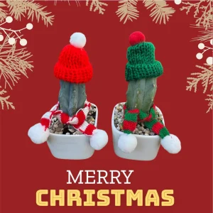 Christmas Cactus Live Plant - Festive Holiday Succulent Decor Gift - Image 6
