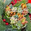 Christmas Cactus Succulent Arrangement - Live Plant Gift Box, 2 inch Ceramic Pot - Image 1