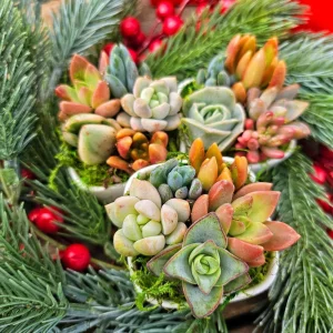 Christmas Cactus Succulent Arrangement - Live Plant Gift Box, 2 inch Ceramic Pot - Image 1