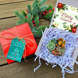 Christmas Cactus Succulent Arrangement - Live Plant Gift Box, 2 inch Ceramic Pot - Image 2