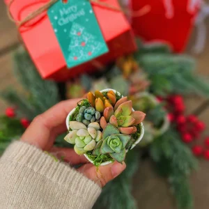 Christmas Cactus Succulent Arrangement - Live Plant Gift Box, 2 inch Ceramic Pot - Image 5