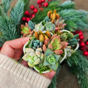 Christmas Cactus Succulent Arrangement - Live Plant Gift Box, 2 inch Ceramic Pot - Image 6