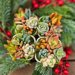 Christmas Cactus Succulent Arrangement - Live Plant Gift Box, 2 inch Ceramic Pot - Image 7