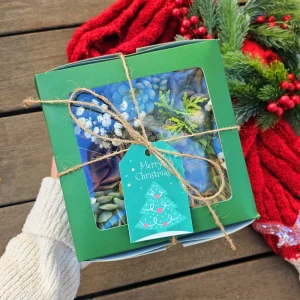 Christmas Succulent Gift Box - 9 Live 2-inch Succulent Arrangement - Image 2