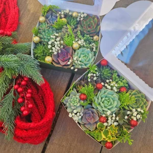 Christmas Succulent Gift Box - 9 Live 2 inch Succulents - Holiday Decor - Image 4