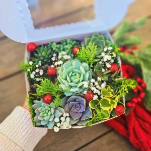 Christmas Succulent Gift Box - 9 Live 2-inch Succulent Arrangement - Image 4