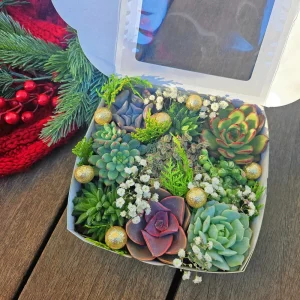 Christmas Succulent Gift Box - 9 Live 2 inch Succulents - Holiday Decor - Image 5