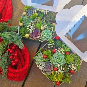 Christmas Succulent Gift Box - 9 Live 2 inch Succulents - Holiday Decor - Image 6
