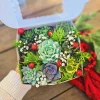 Christmas Succulent Gift Box - 9 Live 2 inch Succulents - Holiday Decor - Image 1