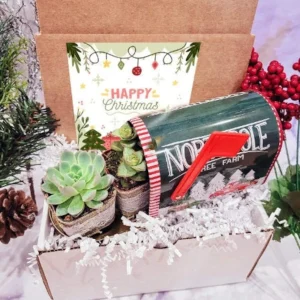 Christmas Succulent Gift Box - Two 2