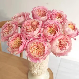 Claude Monet Rose Live Plant - Pink & Yellow Striped, Double Petal Rose Bush - Image 1