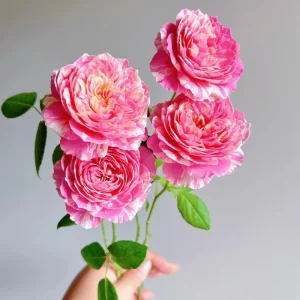 Claude Monet Rose Live Plant - Pink & Yellow Striped, Double Petal Rose Bush - Image 2