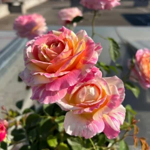 Claude Monet Rose Live Plant - Pink & Yellow Striped, Double Petal Rose Bush - Image 3