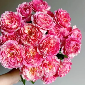 Claude Monet Rose Live Plant - Pink & Yellow Striped, Double Petal Rose Bush - Image 4