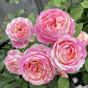 Claude Monet Rose Live Plant - Pink & Yellow Striped, Double Petal Rose Bush - Image 5