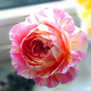 Claude Monet Rose Live Plant - Pink & Yellow Striped, Double Petal Rose Bush - Image 6