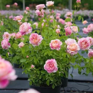 Claude Monet Rose Live Plant - Pink & Yellow Striped, Double Petal Rose Bush - Image 7