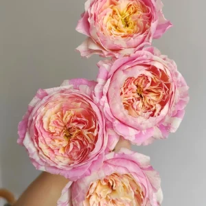 Claude Monet Rose Live Plant - Pink & Yellow Striped, Double Petal Rose Bush - Image 8