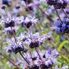 Cleveland Sage Live Plant Cuttings - 7 Pack, 6" Tall, Blue Purple Flowers, Outdoor - Image 1