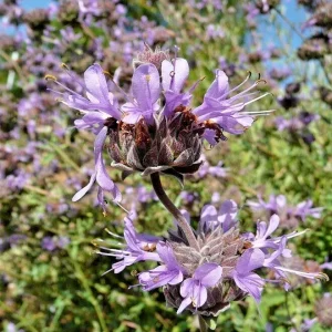 Cleveland Sage Live Plant Cuttings - 7 Pack, 6" Tall, Blue Purple Flowers, Outdoor - Image 2